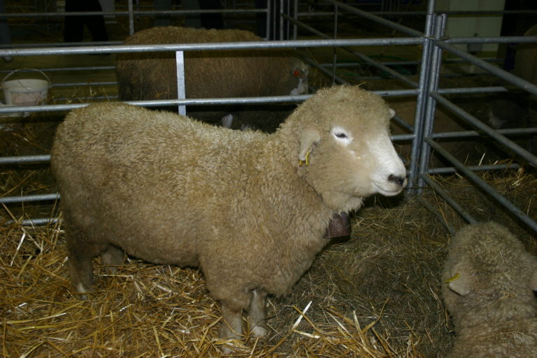 Na jednoho Novozélanďana připadá pět ovcí